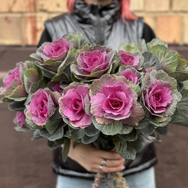 Брассика кустовая Светлана