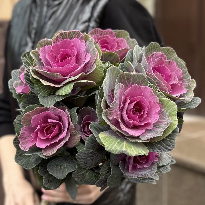 Брассика кустовая Светлана