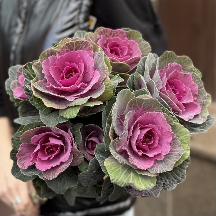 Брассика кустовая Светлана