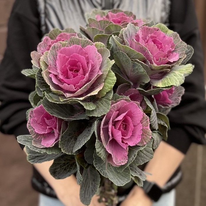 Брассика кустовая Светлана