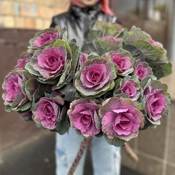 Брассика кустовая Светлана