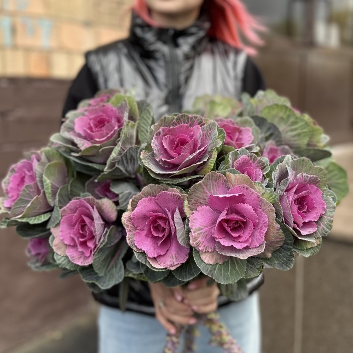 Брассика кустовая Светлана