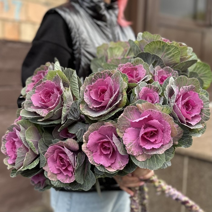 Брассика кустовая Светлана