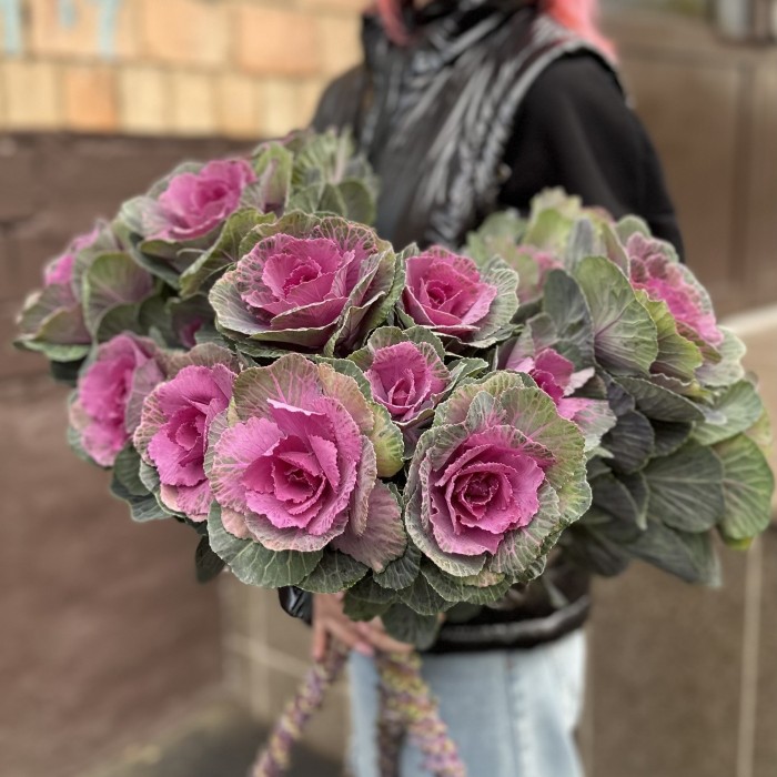 Брассика кустовая Светлана