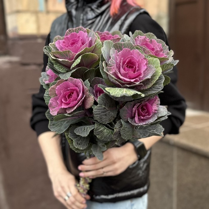 Брассика кустовая Светлана