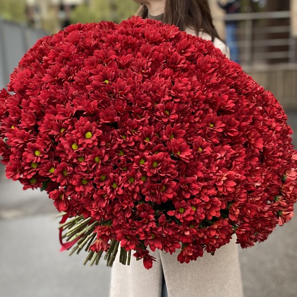 Букет из 101 бордовой хризантемы Бакарди