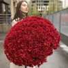 Букет из 101 бордовой хризантемы Бакарди