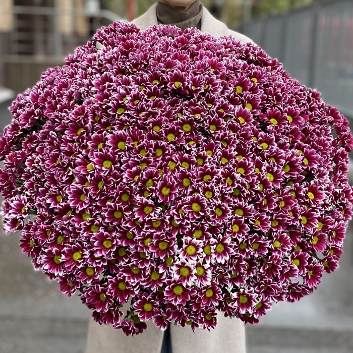 Букет из 101 хризантемы Хайдар Пинк