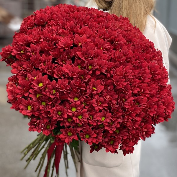 Букет из 51 бордовой хризантемы Бакарди