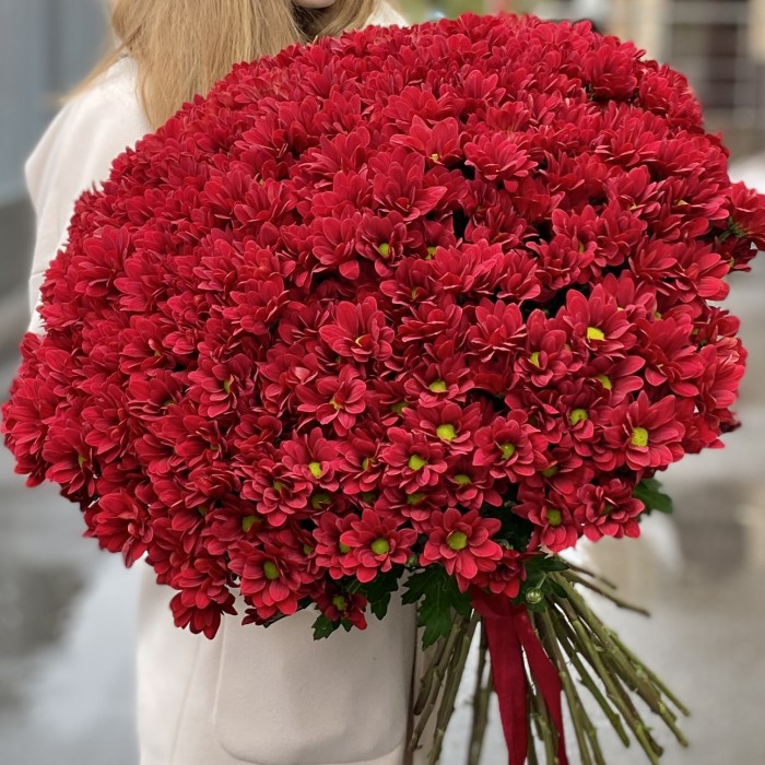 Букет из 51 бордовой хризантемы Бакарди