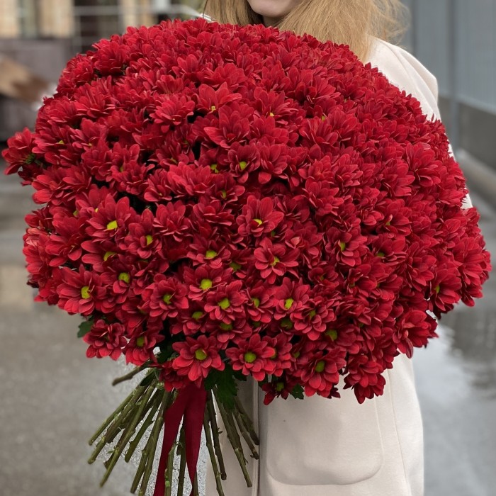 Букет из 51 бордовой хризантемы Бакарди