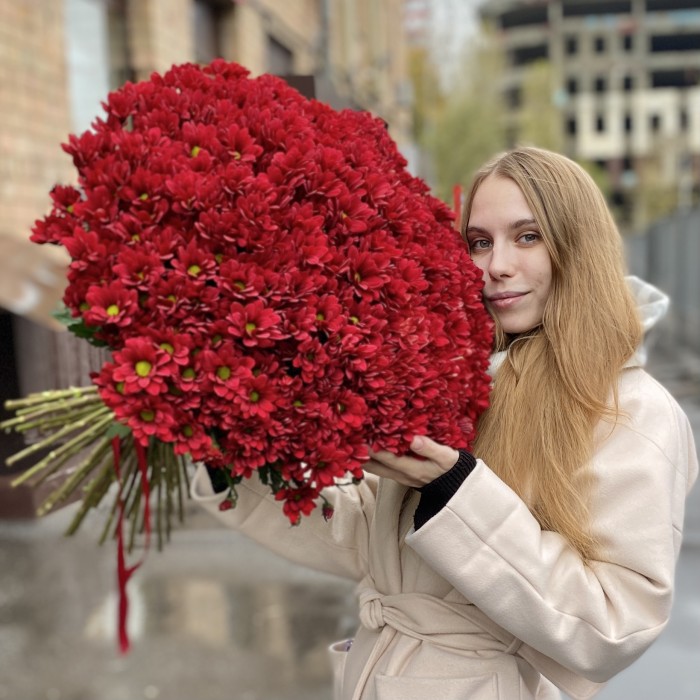 Букет из 51 бордовой хризантемы Бакарди