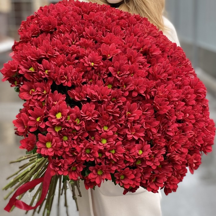 Букет из 51 бордовой хризантемы Бакарди