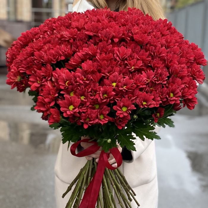 Букет из 51 бордовой хризантемы Бакарди