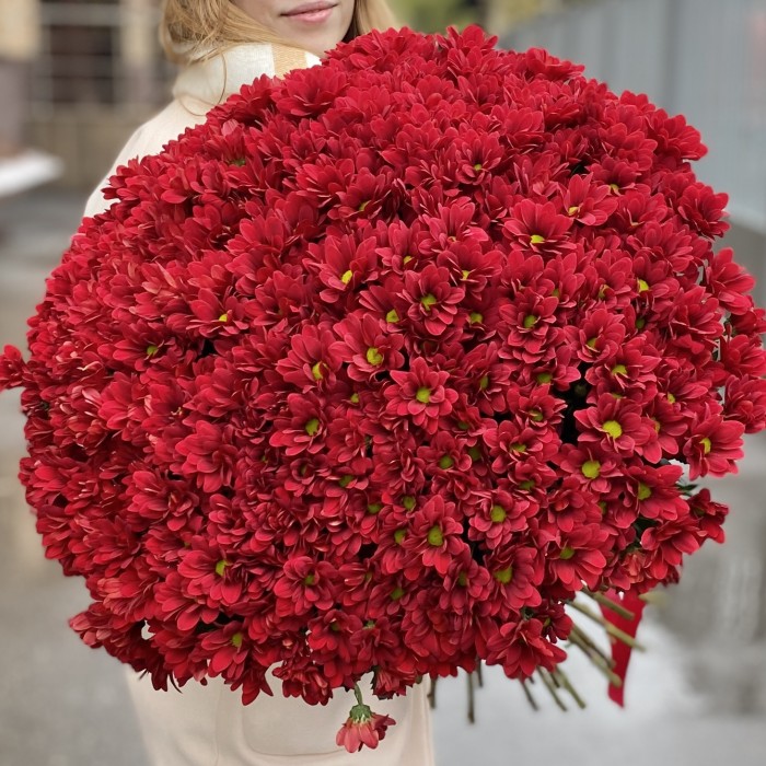 Букет из 51 бордовой хризантемы Бакарди