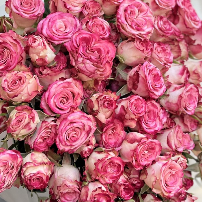 15 кустовых пионовидных роз Сансет Мэджик 50 см