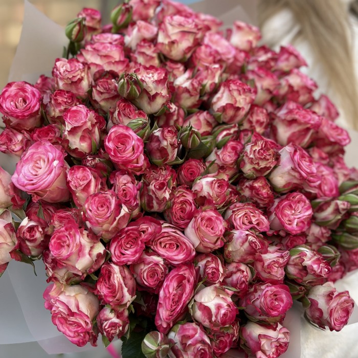 25 кустовых пионовидных роз Сансет Мэджик 50 см