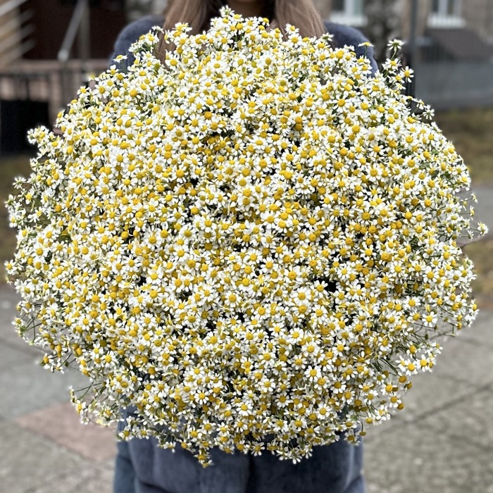 Букет из 101 ромашки