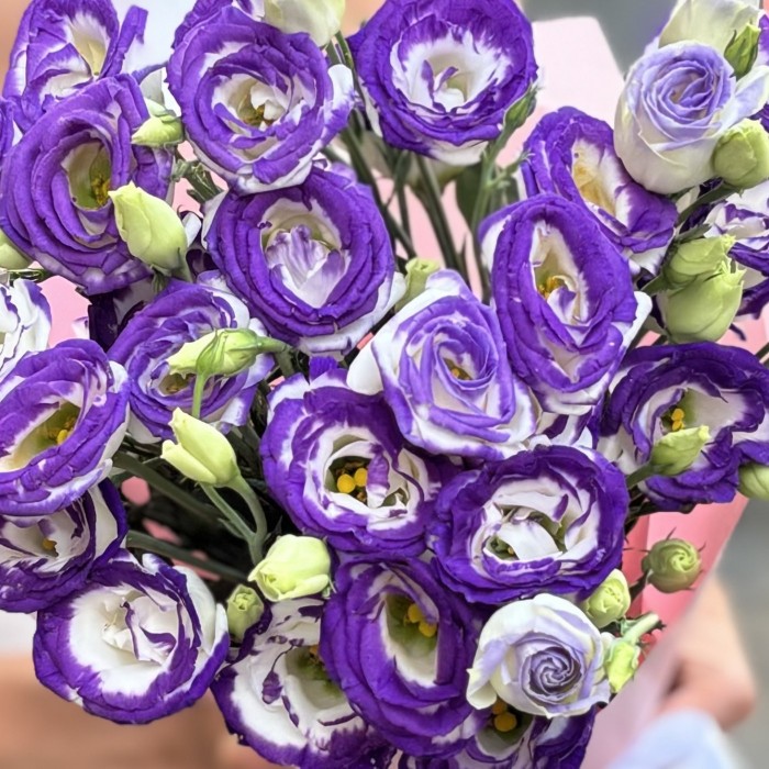 Букет из 11 бело-фиолетовых эустом