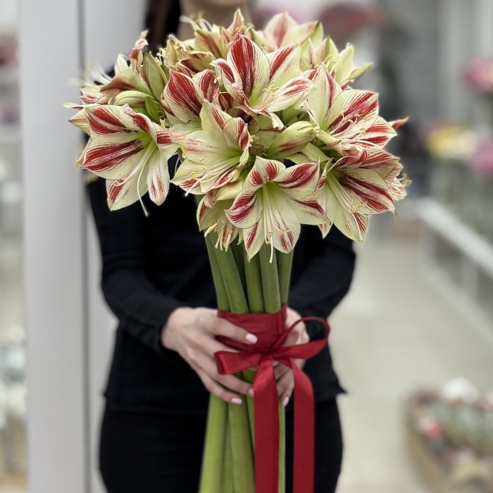 Букет из 11 бело-красных амариллисов