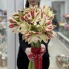 Букет из 11 бело-красных амариллисов