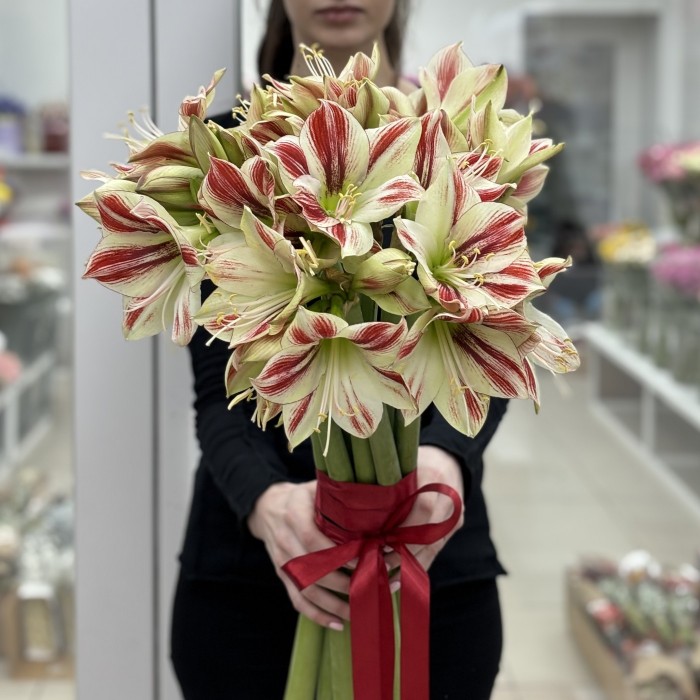 Букет из 11 бело-красных амариллисов