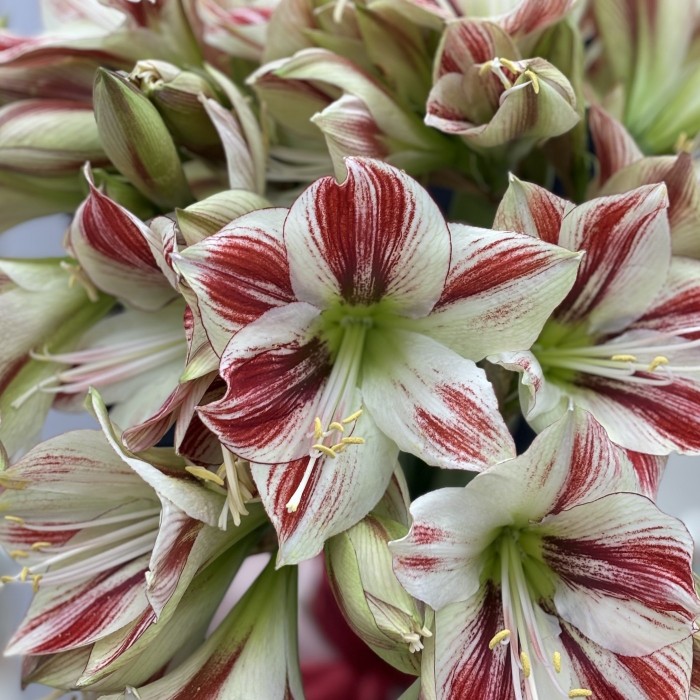 Букет из 11 бело-красных амариллисов