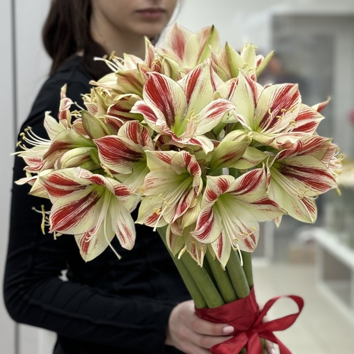 Букет из 11 бело-красных амариллисов