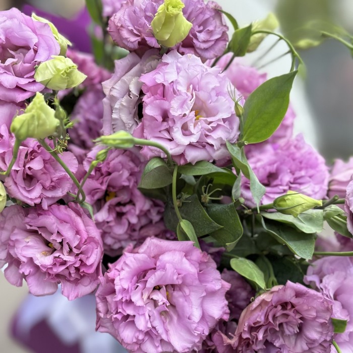 11 лавандовых махровых эустом