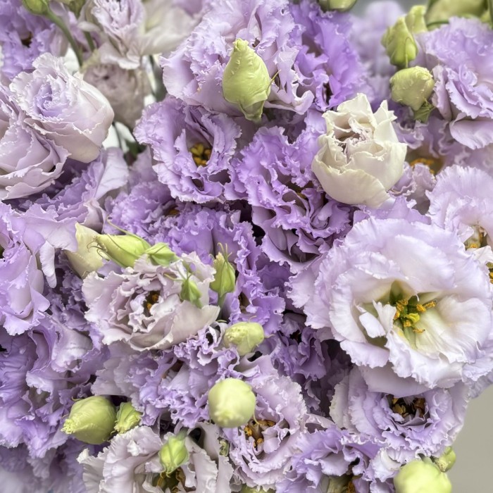 Букет из 11 лавандовых махровых эустом