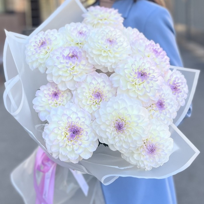 15 бело-сиреневых георгин