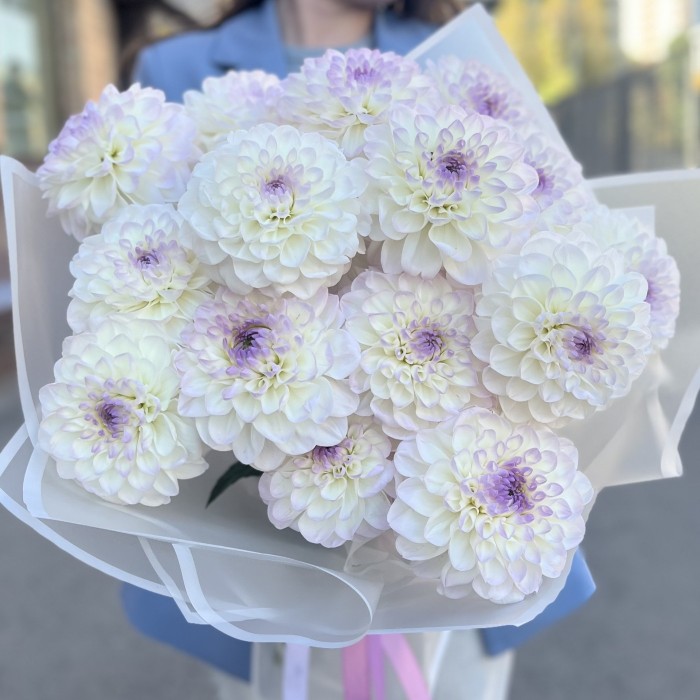 15 бело-сиреневых георгин