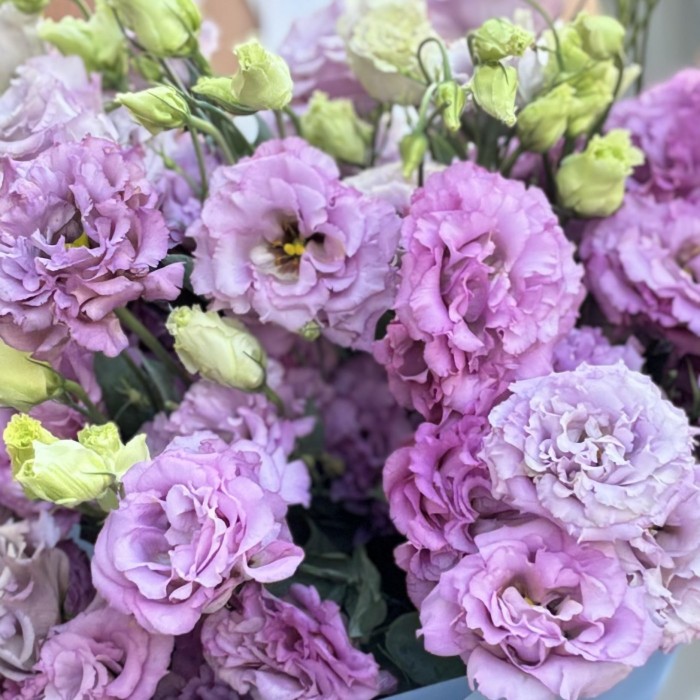 15 лавандовых махровых эустом