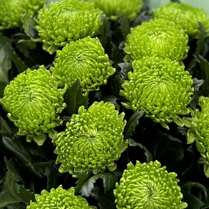 Букет из 15 зеленых хризантем