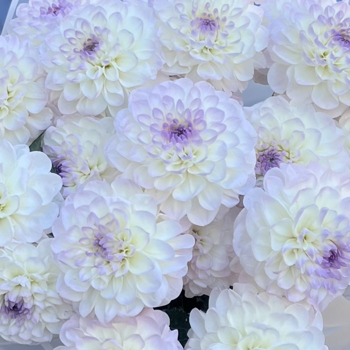 Букет из 21 бело-сиреневой георгины