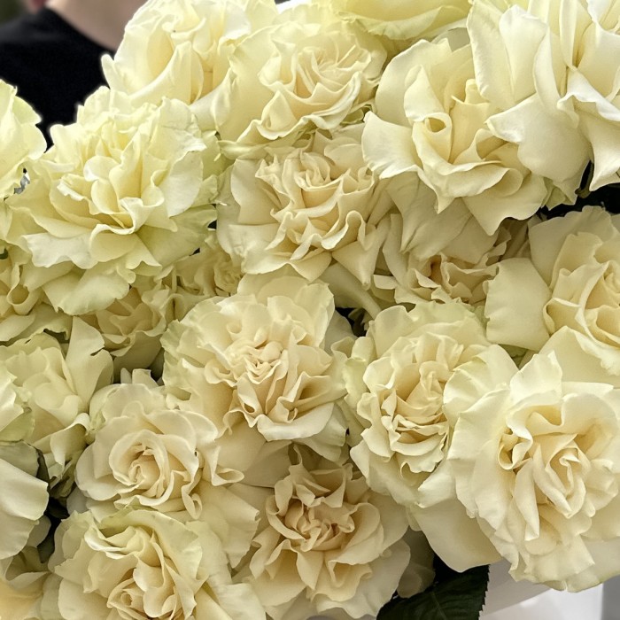 Букет из 25 крупных белых роз