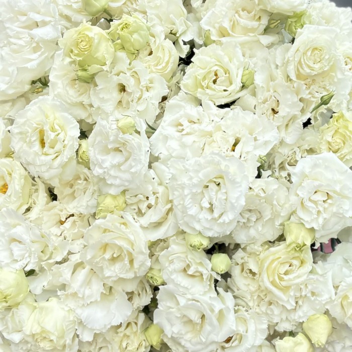 Букет из 25 махровых белых эустом