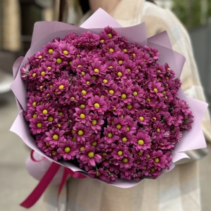 Букет из 25 малиновых хризантем Сантини