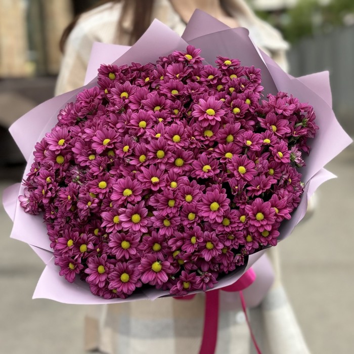 Букет из 25 малиновых хризантем Сантини