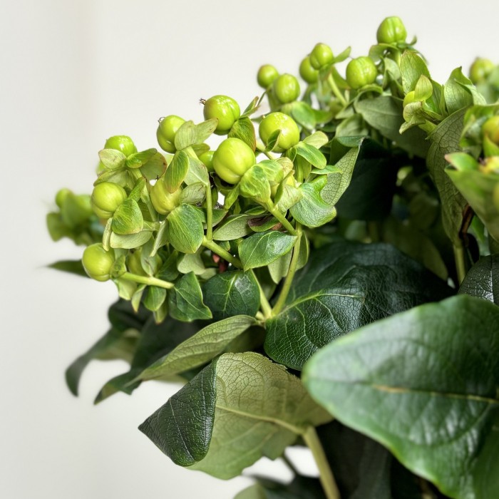 Букет из 25 зеленого гиперикума