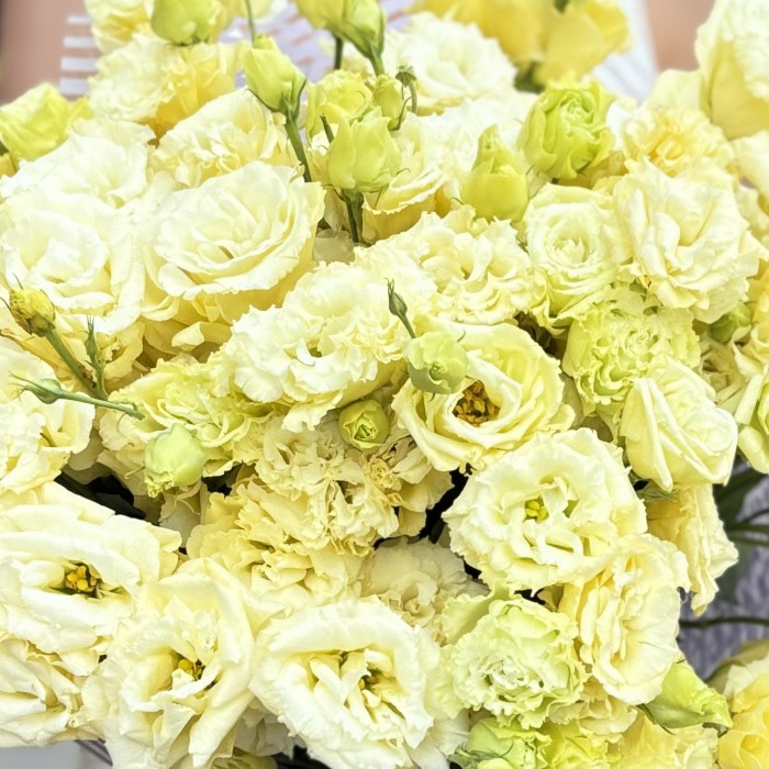 Букет из 35 махровых кремовых эустом