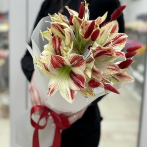 Букет из 3 амариллисов бело-красного цвета с лагурусом
