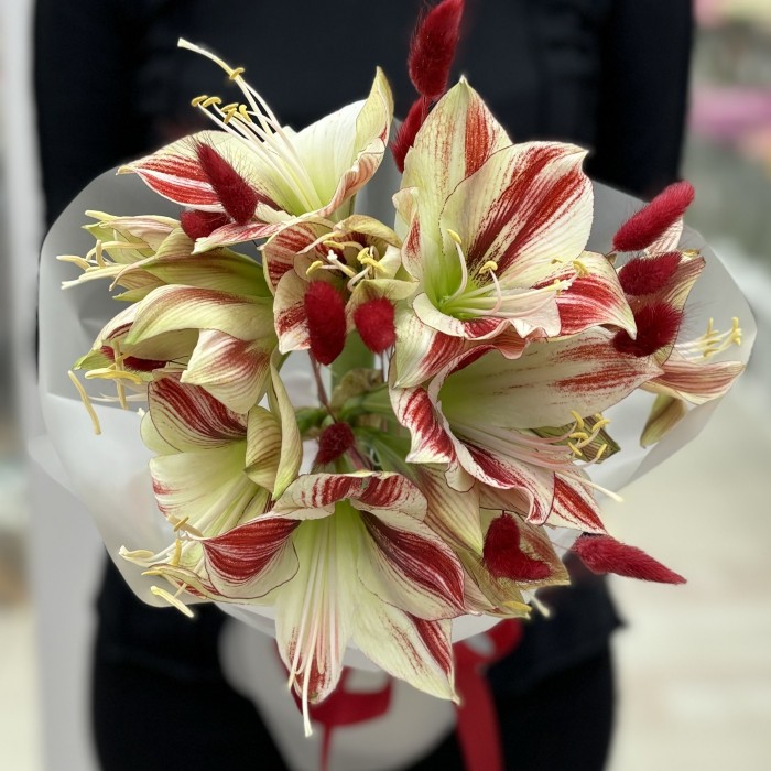 Букет из 3 амариллисов бело-красного цвета с лагурусом