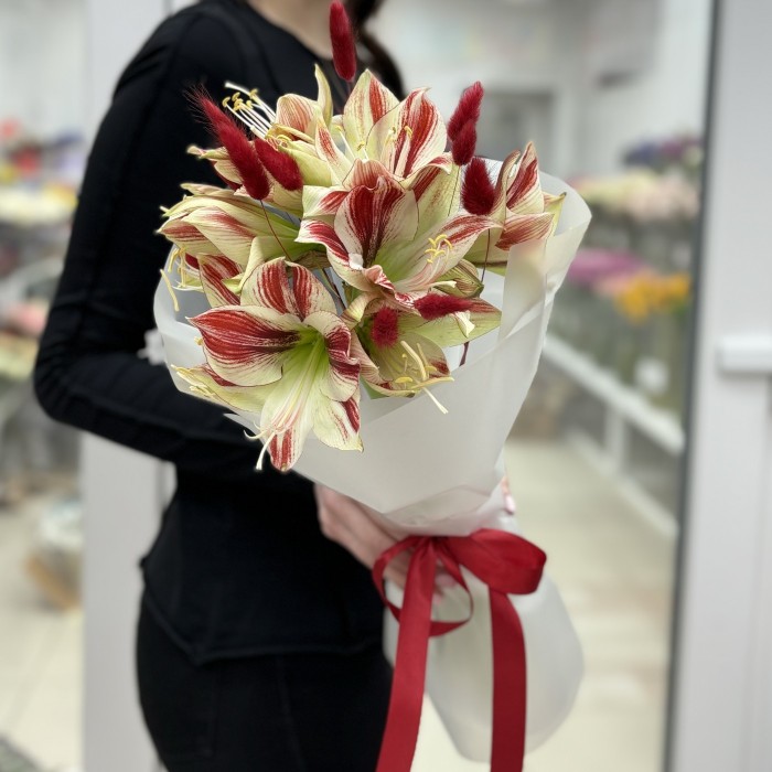 Букет из 3 амариллисов бело-красного цвета с лагурусом
