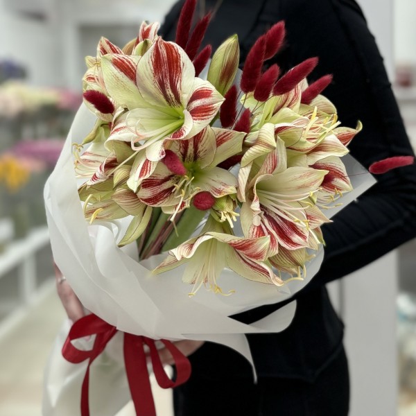 Букет из 5 амариллисов бело-красного цвета с лагурусом