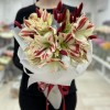 Букет из 5 амариллисов бело-красного цвета с лагурусом
