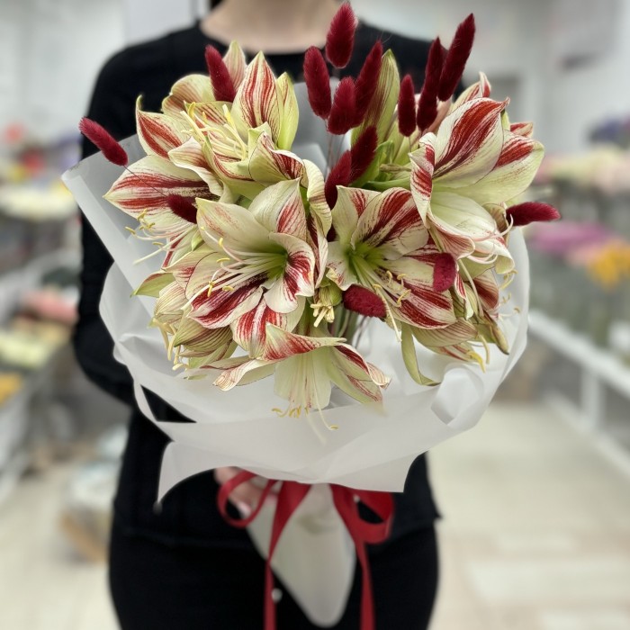 Букет из 5 амариллисов бело-красного цвета с лагурусом