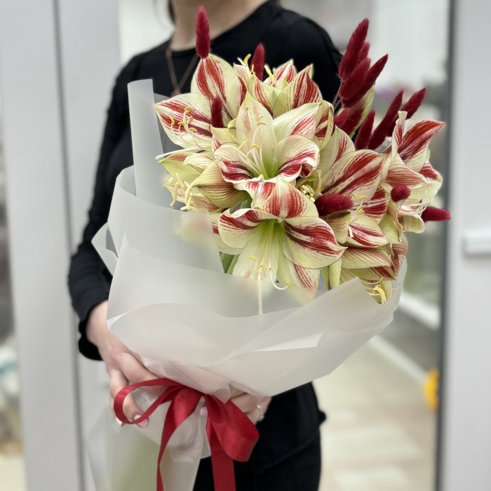 Букет из 5 амариллисов бело-красного цвета с лагурусом