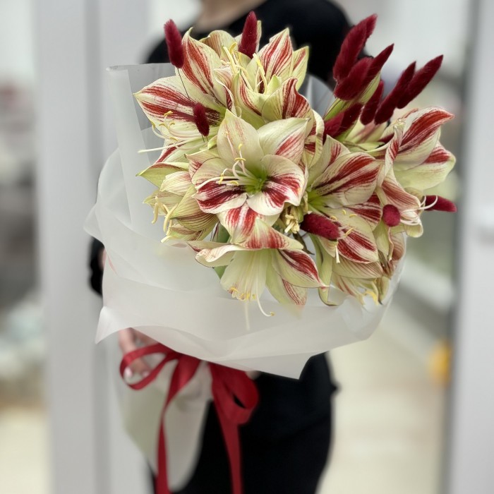 Букет из 5 амариллисов бело-красного цвета с лагурусом