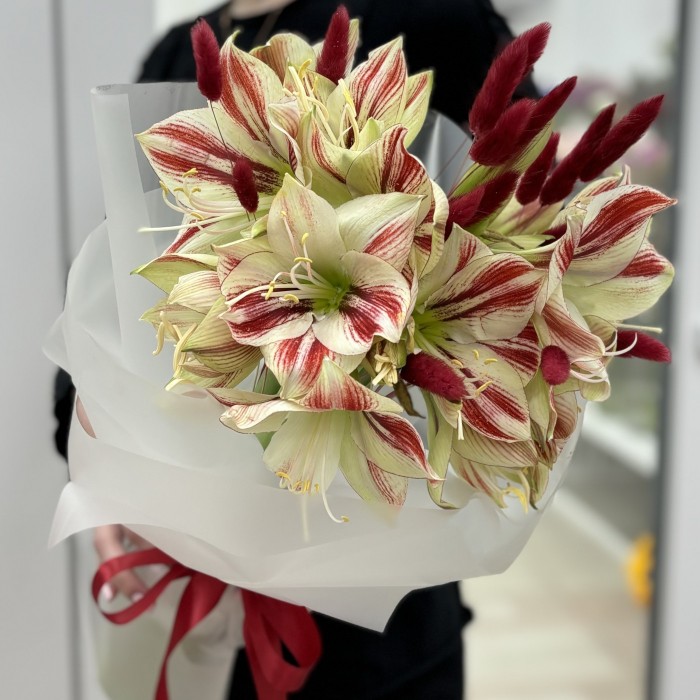 Букет из 5 амариллисов бело-красного цвета с лагурусом
